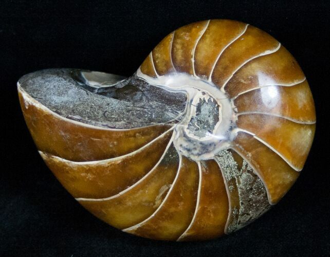 Beautiful Nautilus Fossil - Madagascar #12430